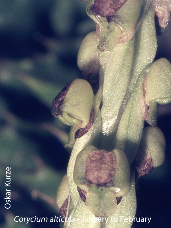 Corycium alticola by Oskar Kurze