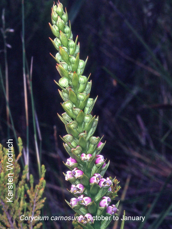Corycium carnosum by Karsten Wodrich