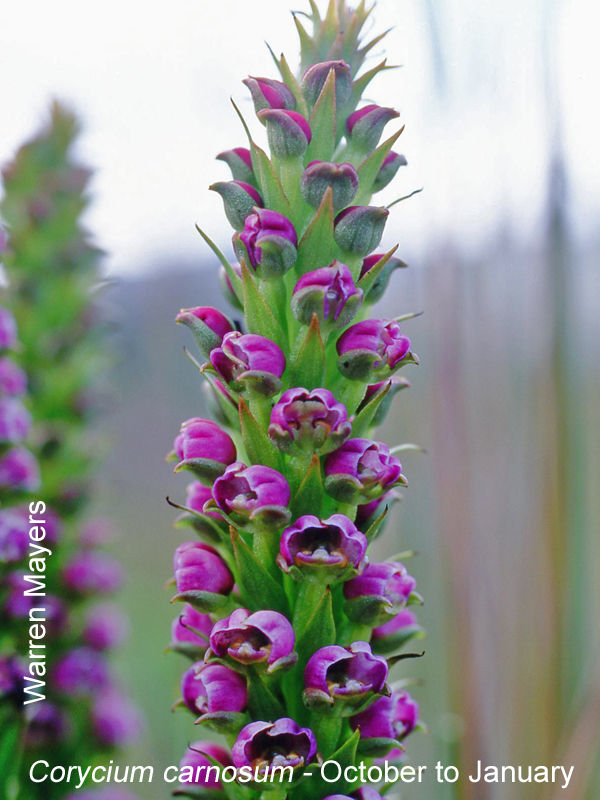 Corycium carnosum by Warren Mayers