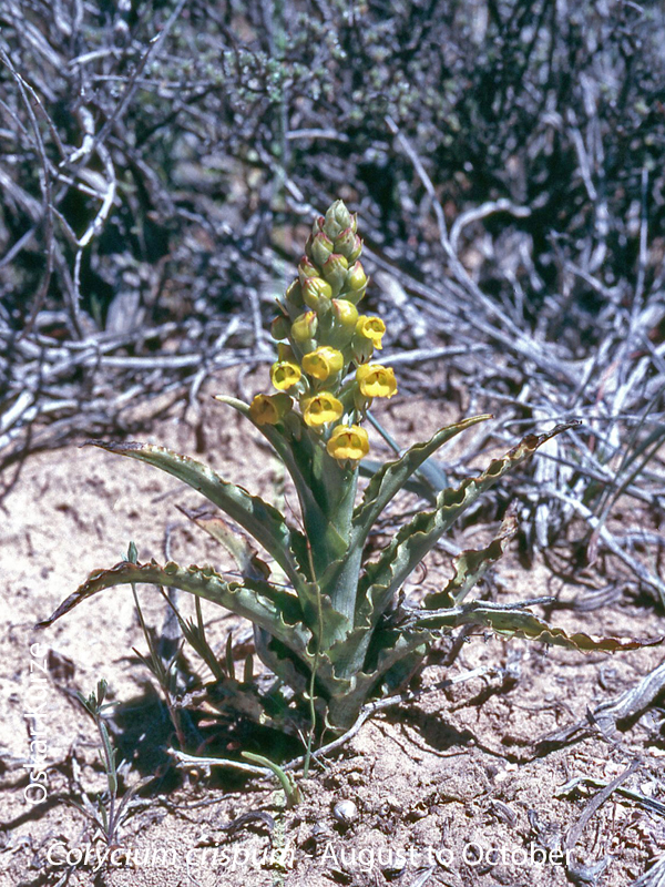 Corycium crispum by Oskar Kurze