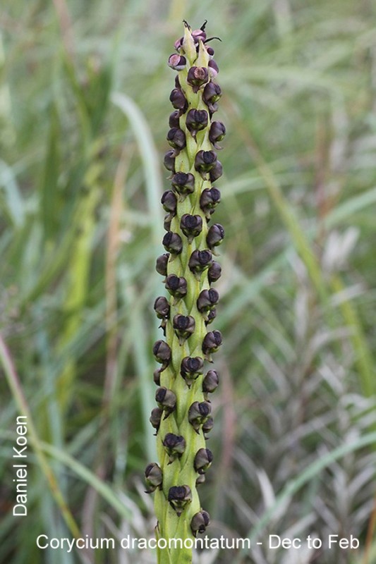 Corycium dracomontatum by Daniel Koen