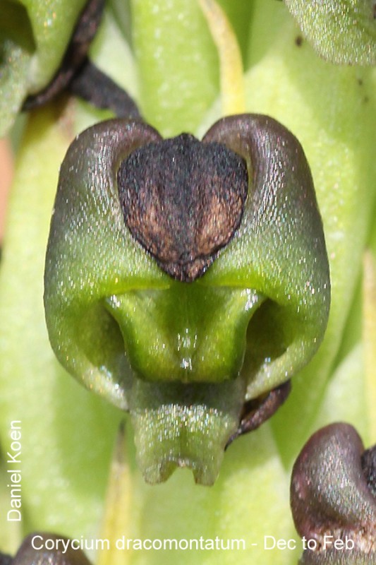 Corycium dracomontatum by Daniel Koen