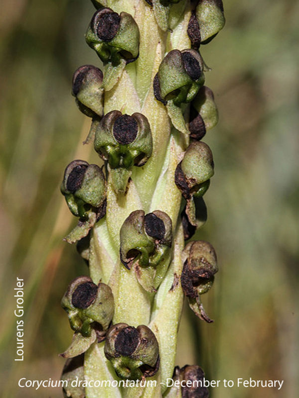 Corycium dracomontatum by Lourens Grobler