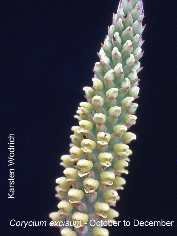 Corycium excisum by Karsten Wodrich 