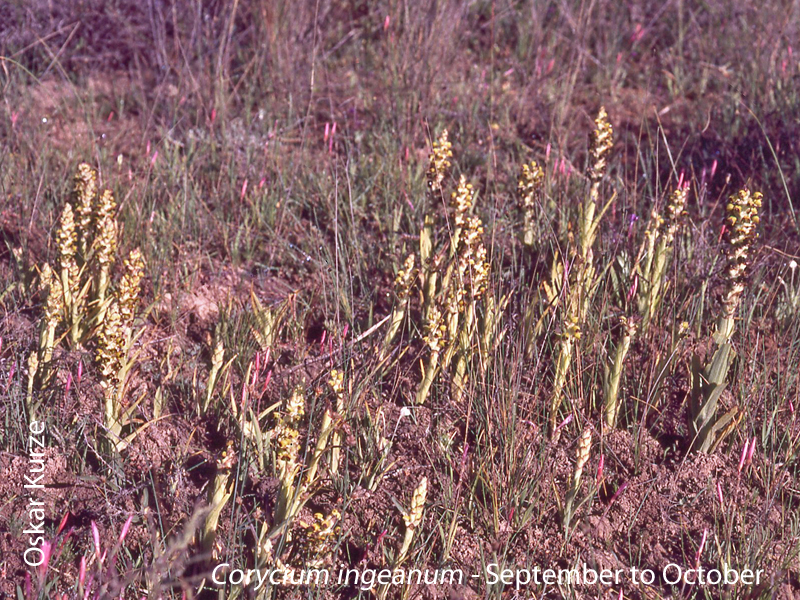 Corycium ingaenum by Oskar Kurze