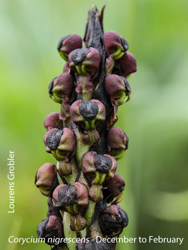 Corycium nigrescens by Lourens Grobler