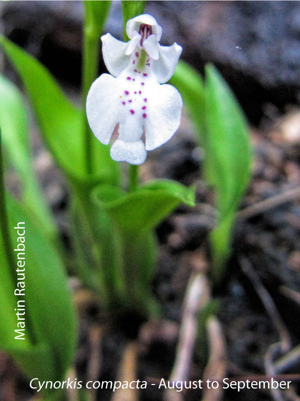 Cynorkis compacta by Martin Rautenbach 