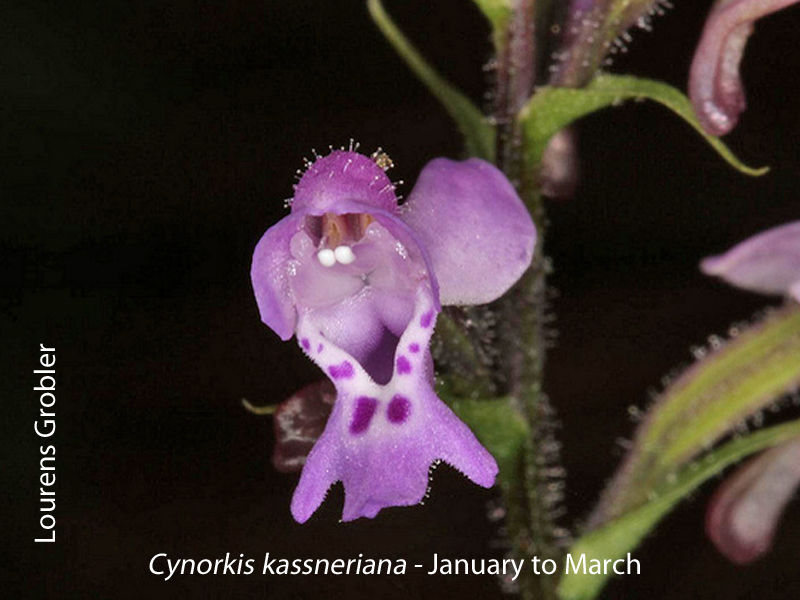 Cynorkis kassneriana by Lourens Grobler 