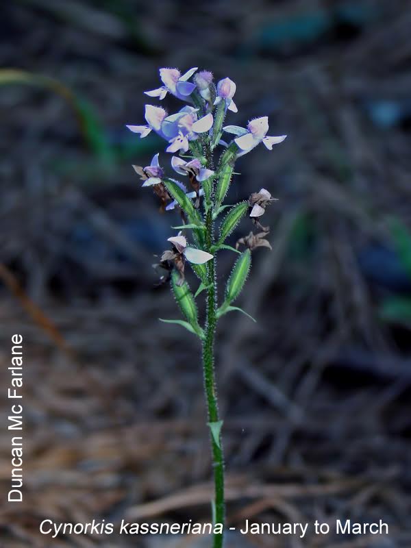 Cynorkis kassneriana by Duncan McFarlane