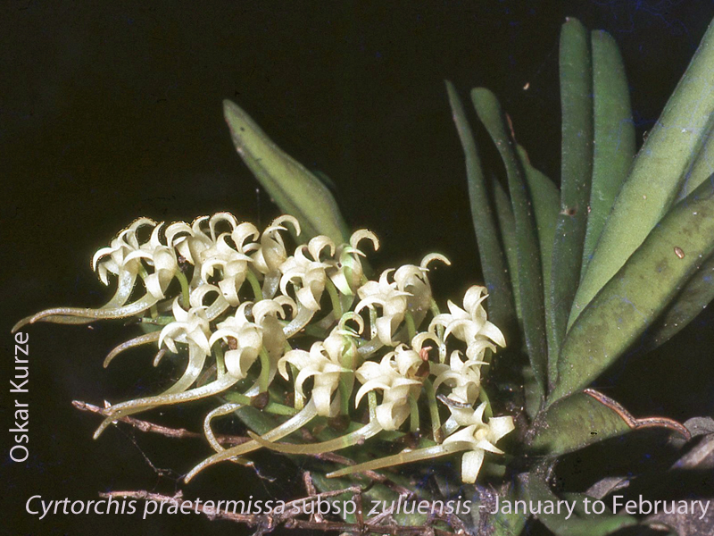 Cyrtorchis praetermissa subsp. zuluensis by Oskar Kurze