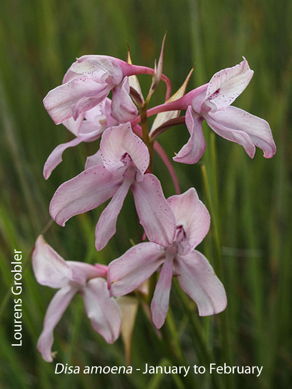 Disa amoena by Lourens Grobler 