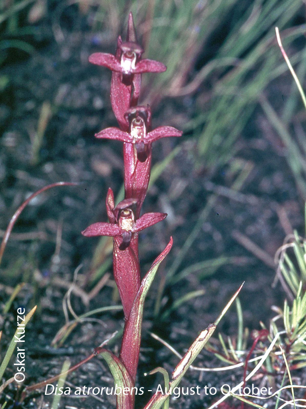 Disa atrorubens by Oskar Kurze