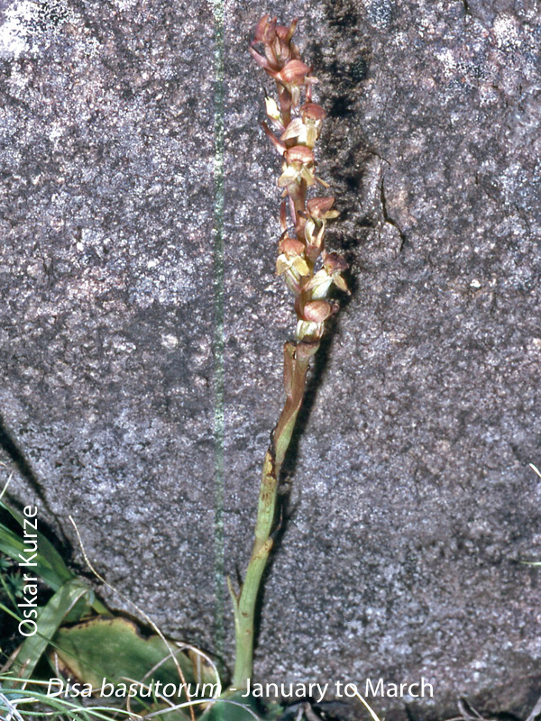 Disa basutorum by Oskar Kurze