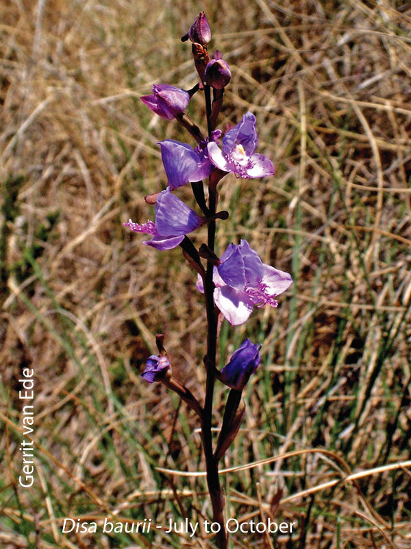 Disa baurii by Gerrit van Ede