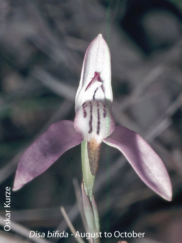 Disa bifida by Oskar Kurze