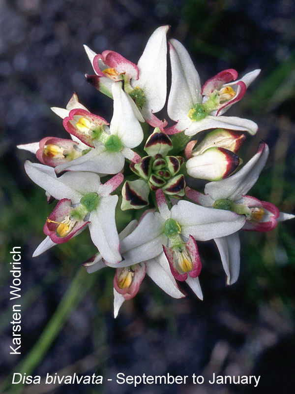 Disa bivalvata by Karsten Wodrich