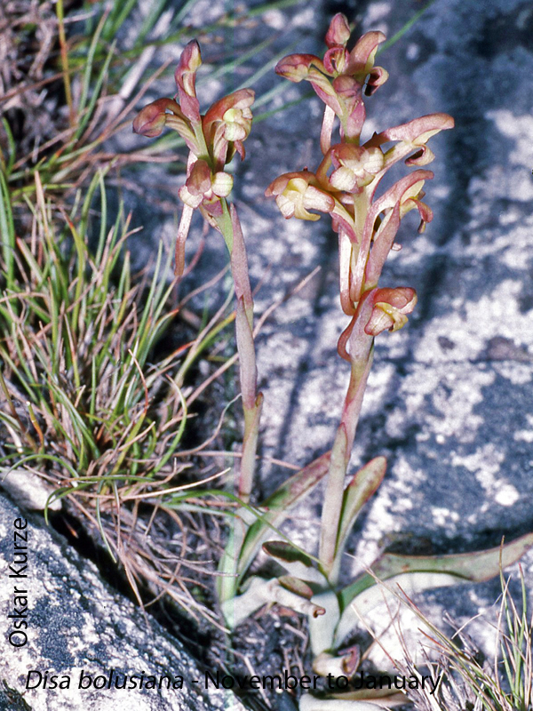Disa bolusiana by Oskar Kurze