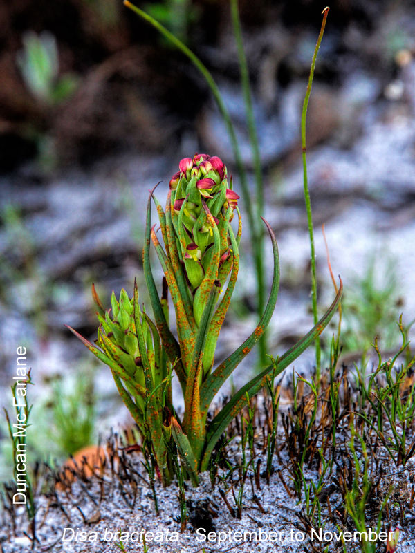 Disa bracteata by Duncan McFarlane