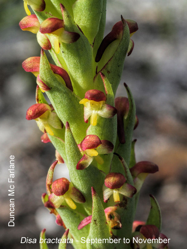 Disa bracteata by Duncan McFarlane