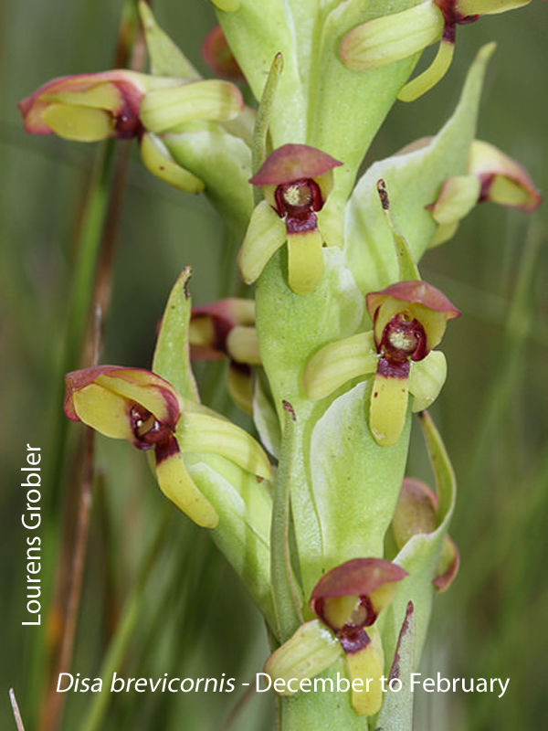 Disa brevicornis by Lourens Grobler