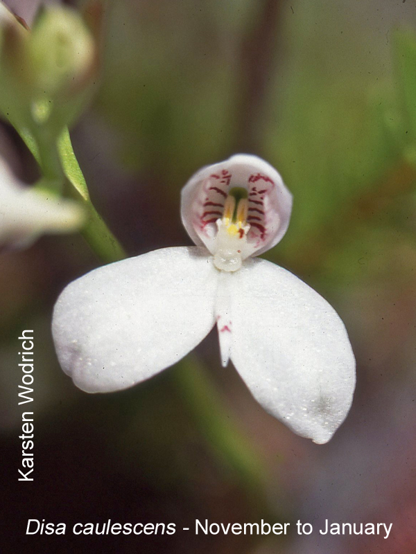 Disa caulescens by Karsten Wodrich