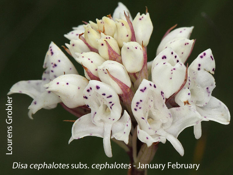 Disa cephalotes subs. cephalotes by Lourens Grobler