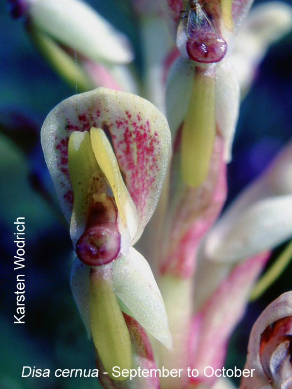 Disa cernua by Karsten Wodrich