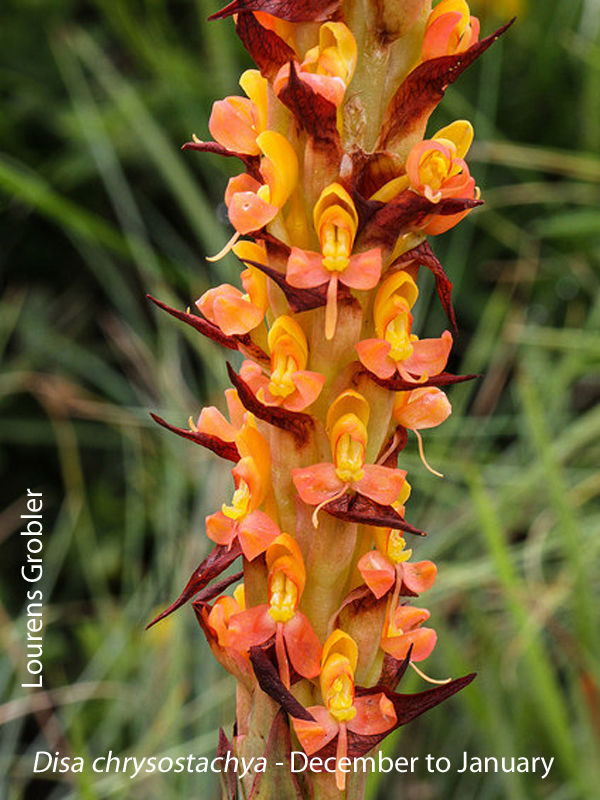Disa chrysostachya by Lourens Grobler