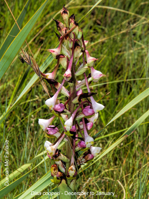 Disa cooperi by Duncan McFarlane