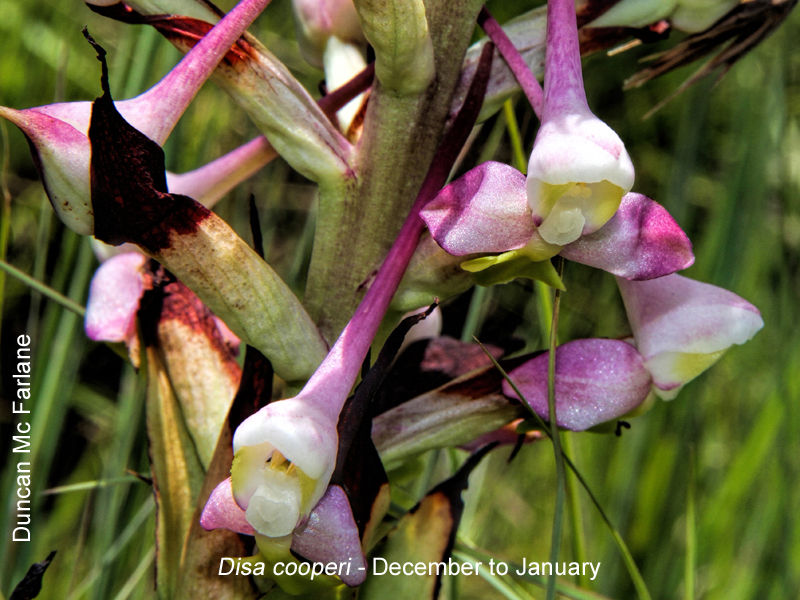 Disa cooperi by Duncan McFarlane