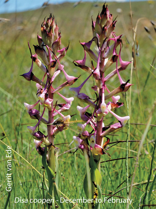 Disa cooperi by Gerrit van Ede