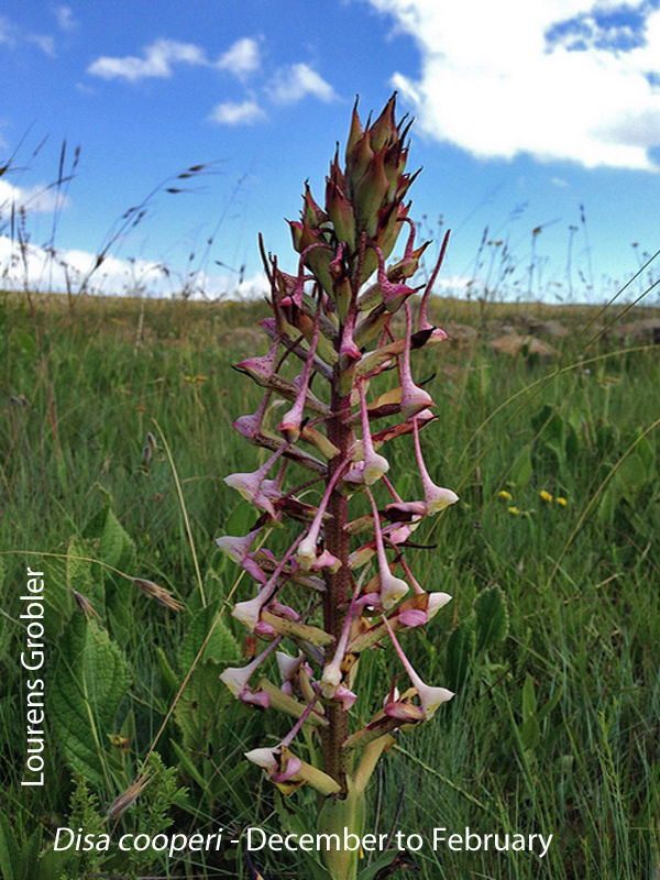 Disa cooperi by Lourens Grobler 01