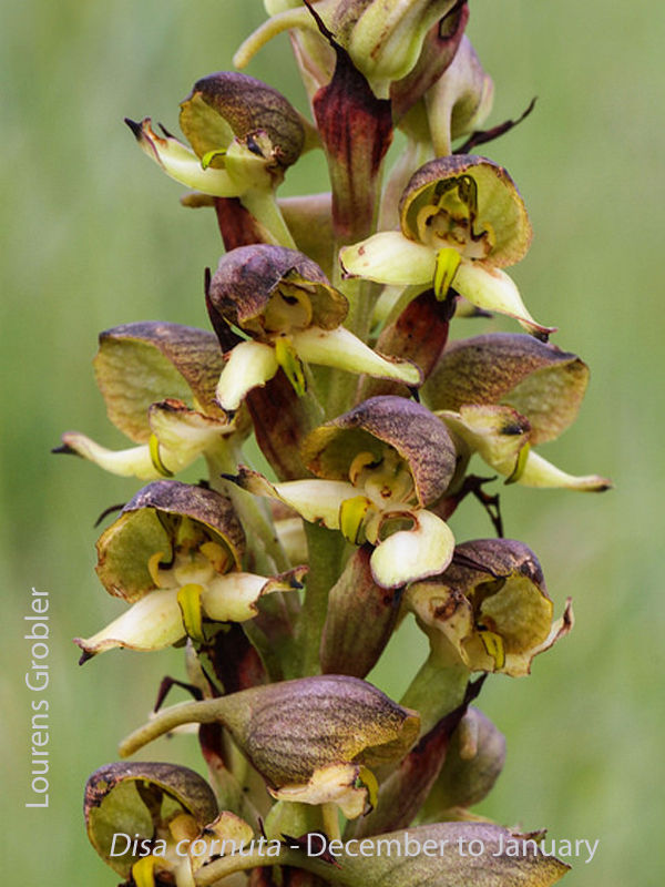 Disa cornuta by Lourens Grobler