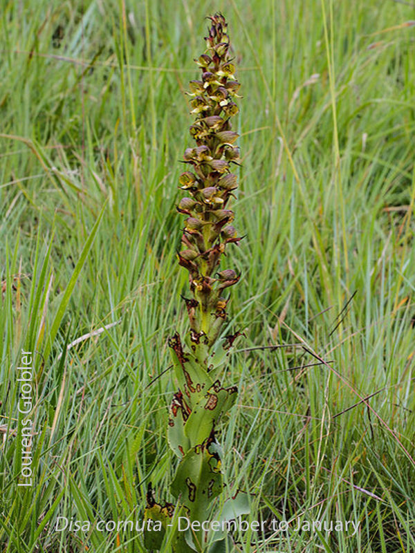 Disa cornuta by Lourens Grobler