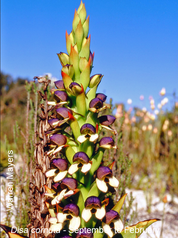 Disa cornuta by Warren Mayers