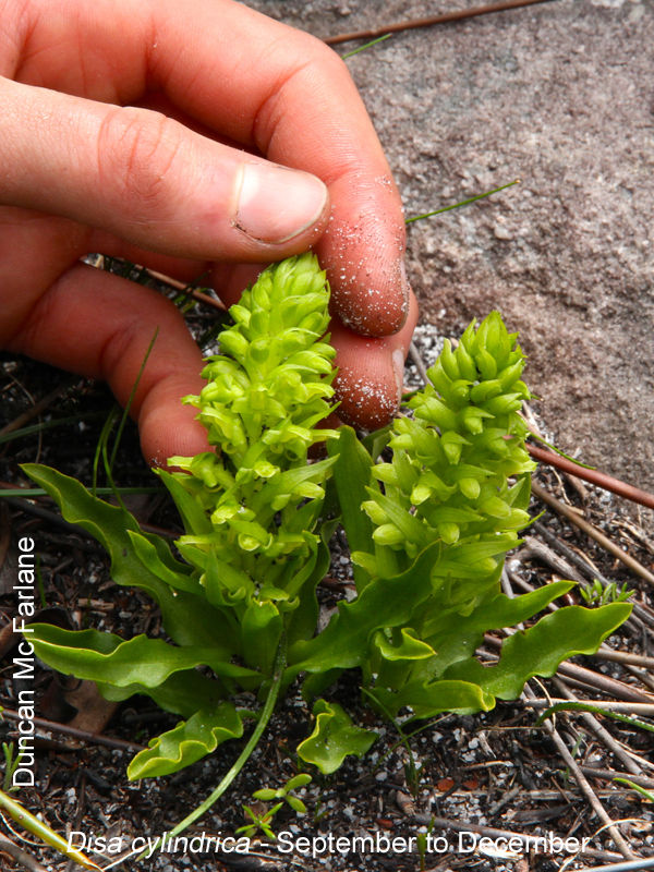 Disa cylindrica by Duncan McFarlane