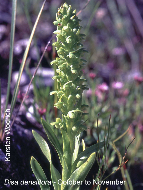 Disa densiflora by Karsten Wodrich