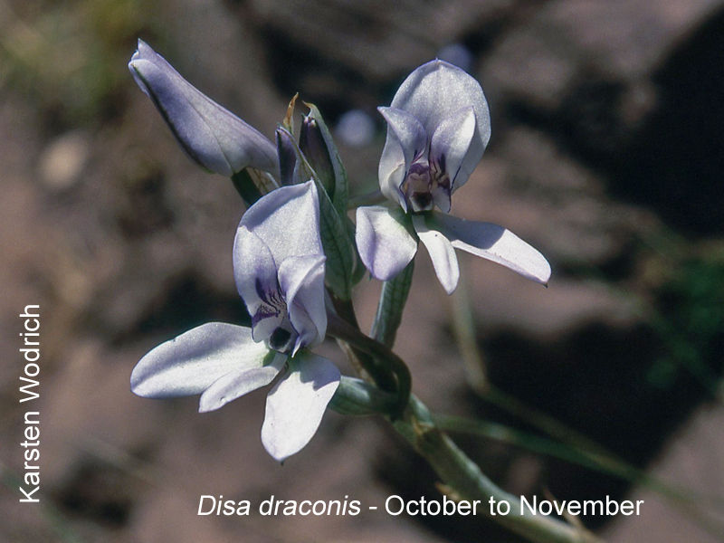Disa draconis by Karsten Wodrich 01