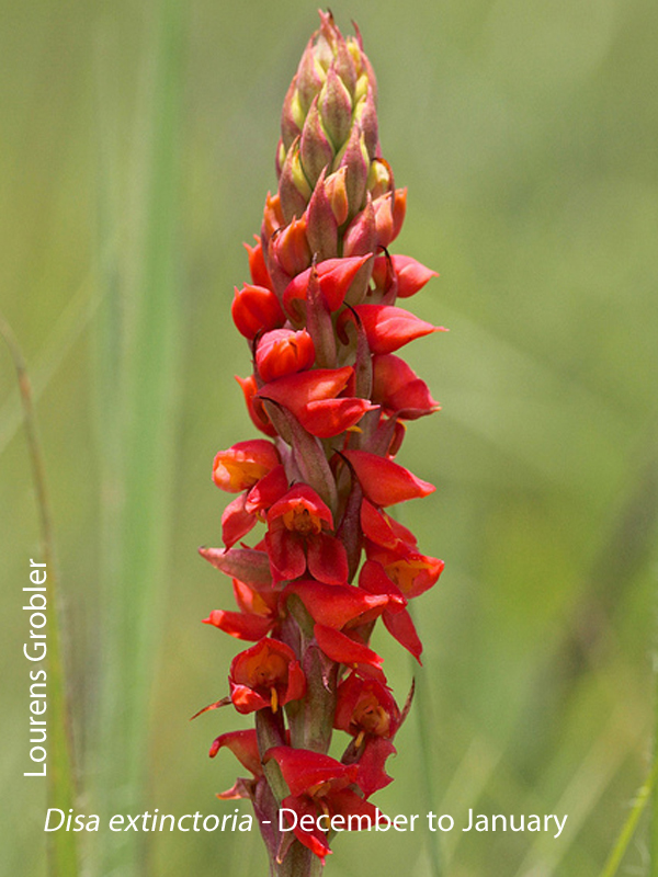 Disa extinctoria by Lourens Grobler