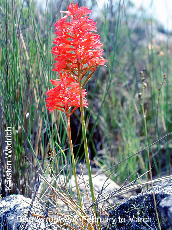 Disa ferruginea by Karsten Wodrich