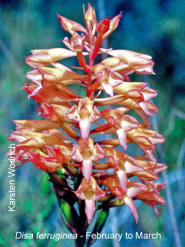 Disa ferruginea by Karsten Wodrich