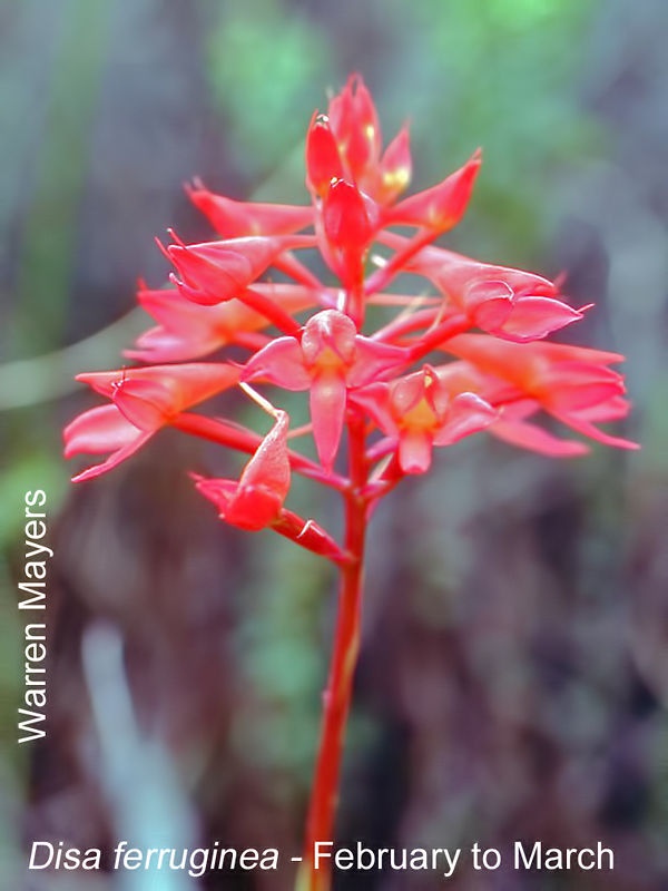 Disa ferruginea by Warren Mayers