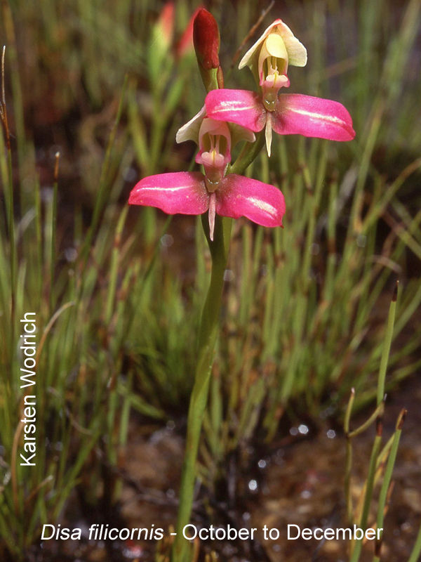 Disa filicornis by Karsten Wodrich