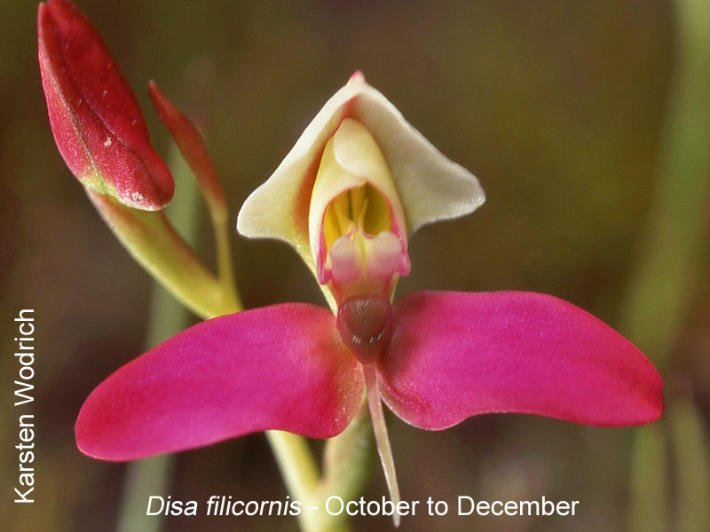Disa filicornis by Karsten Wodrich