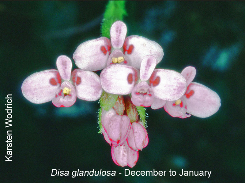 Disa glandulosa by Karsten Wodrich