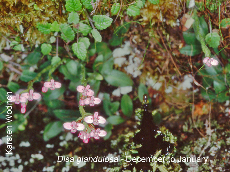 Disa glandulosa by Karsten Wodrich