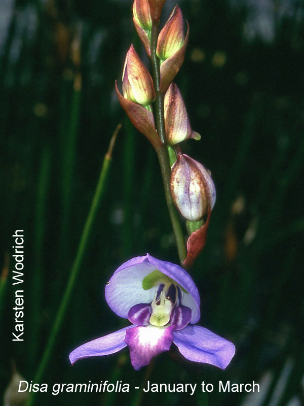 Disa graminifolia by Karsten Wodrich