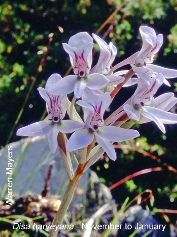 Disa harveyana by Warren Mayers