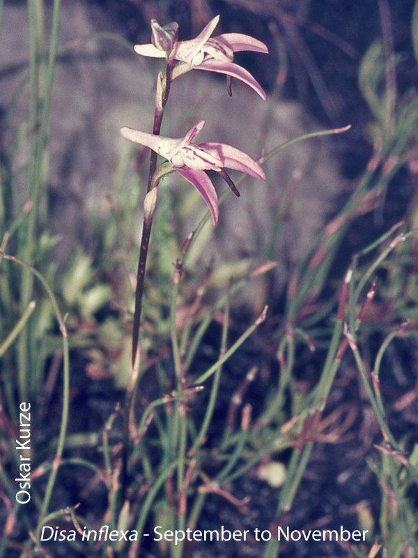 Disa inflexa by Oskar Kurze 