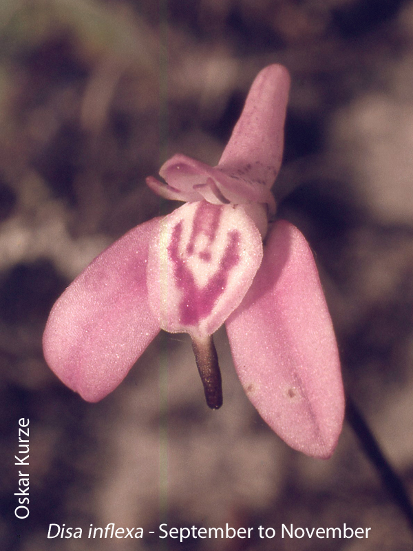 Disa inflexa by Oskar Kurze 